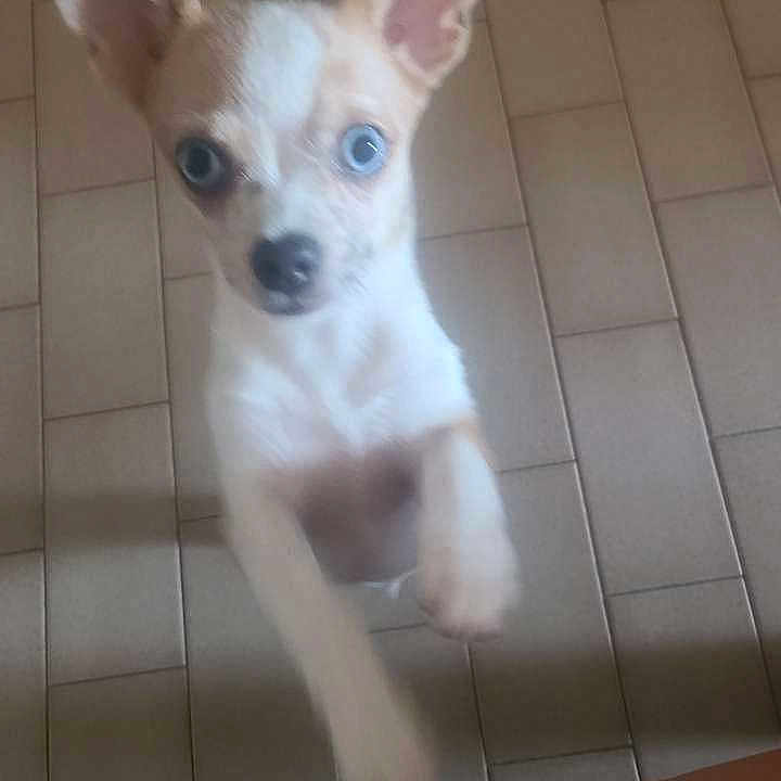 Biboush participe au concours pour gagner de l'argent avec cette photo : accessories, animal, canine, chihuahua, cockerspaniel, dog, eskimodog, hound, husky, papillon, pet, poodle, puppy, slate, strap, tile, whitedog