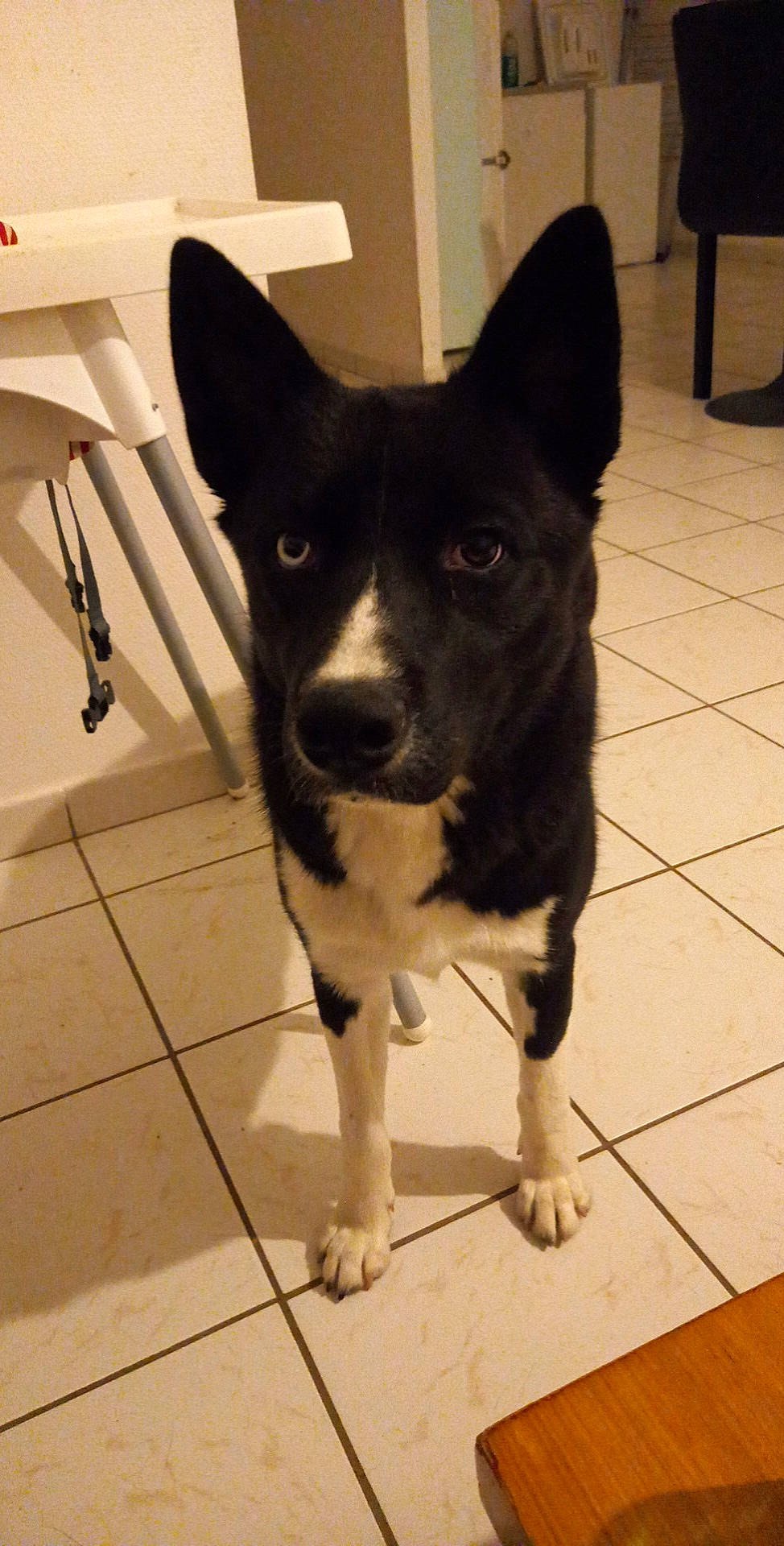 Simba a rejoint le concours — aidez-le/la à gagner de superbes lots ! canidae, carnivore, companion_dog, dog, dog_breed, fawn, floor, flooring, fur, hardwood, herding_dog, non_sporting_group, snout, sporting_group, tail, terrestrial_animal, tile_flooring, whiskers, working_animal, working_dog