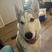 Rip is registered to the contest to win money with this photo: animal, bag, collar, container, cooler, crate, dog, door, ears_up, floor, furniture, happy, house, husky, indoor, looking, pet, sitting, tongue_out, wood_floor