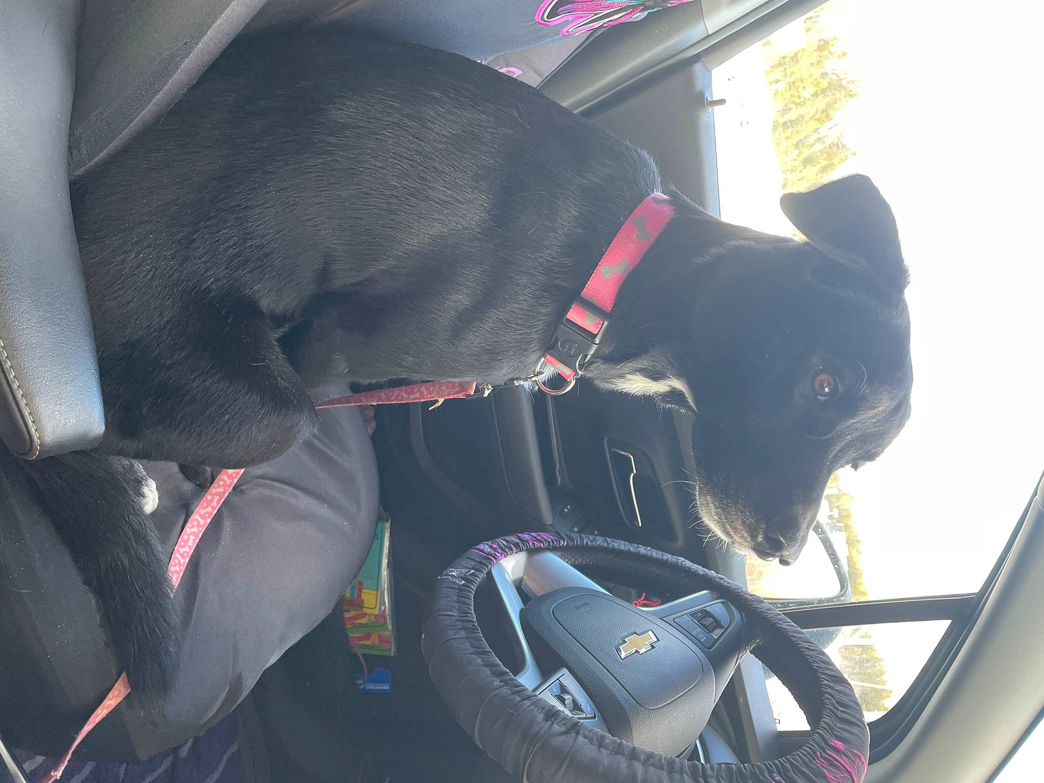 De-o-gee joined the competition — help win amazing prizes! auto_part, automotive_design, automotive_exterior, automotive_mirror, car, car_seat, car_seat_cover, carnivore, collar, dog, dog_breed, dog_collar, family_car, motor_vehicle, personal_luxury_car, steering_part, steering_wheel, vehicle, vehicle_door, windshield