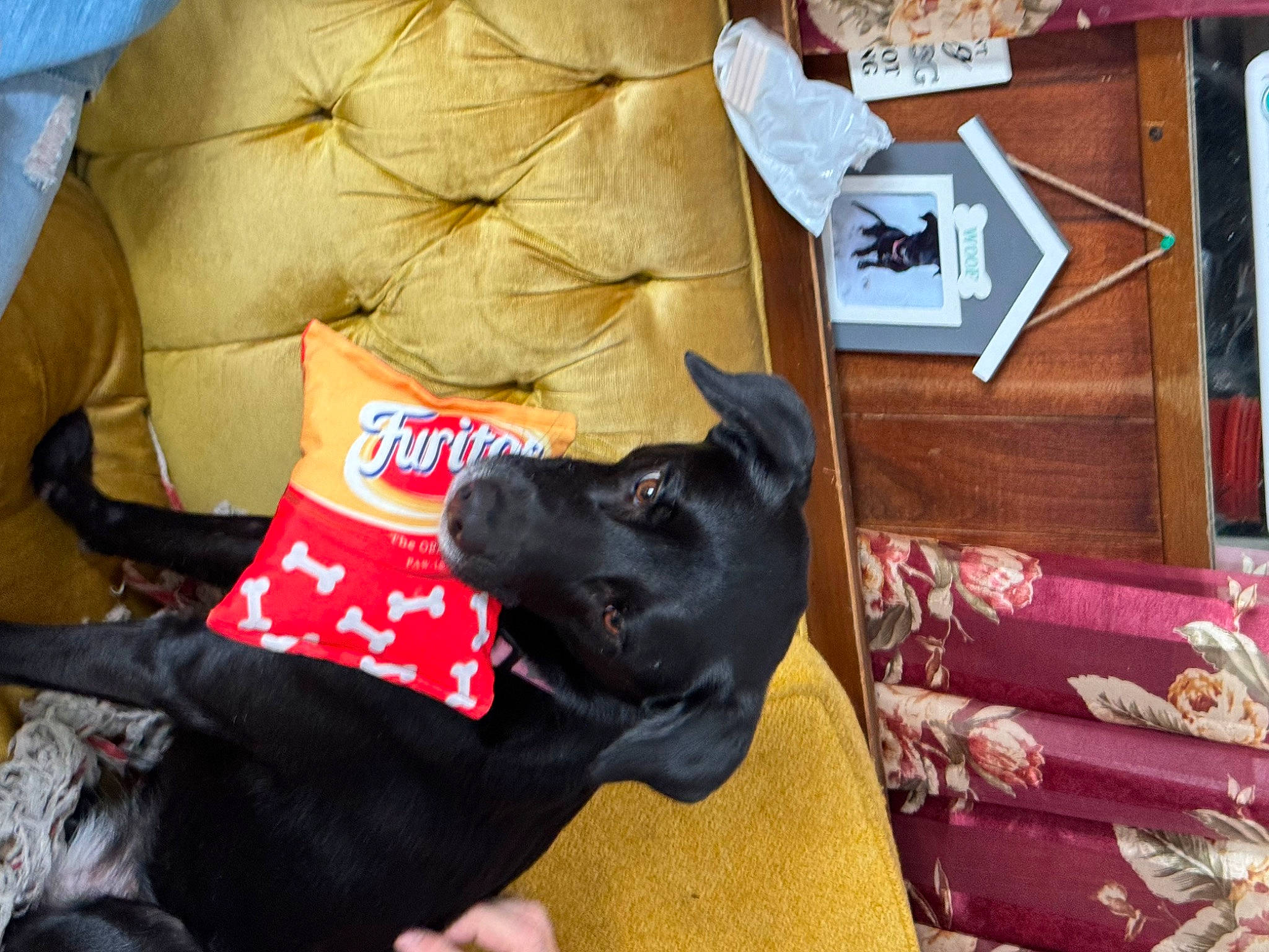 De-o-gee is registered to the contest to win money with this photo: canidae, carmine, carnivore, comfort, companion_dog, couch, dog, dog_breed, dog_supply, event, fawn, fur, guard_dog, hardwood, linens, picture_frame, room, sporting_group, wood, working_animal