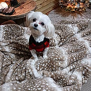 Faith joined the competition — help win amazing prizes! dog, white_dog, sweater, blanket, spotted_blanket, wooden_table, lamp, christmas_tree, holiday_decorations, lights, cozy, indoor, carpet, wood_paneling, pet, cute, small_dog, fur, decor, warm_lighting