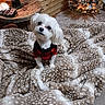 dog, white_dog, sweater, blanket, spotted_blanket, wooden_table, lamp, christmas_tree, holiday_decorations, lights, cozy, indoor, carpet, wood_paneling, pet, cute, small_dog, fur, decor, warm_lighting
