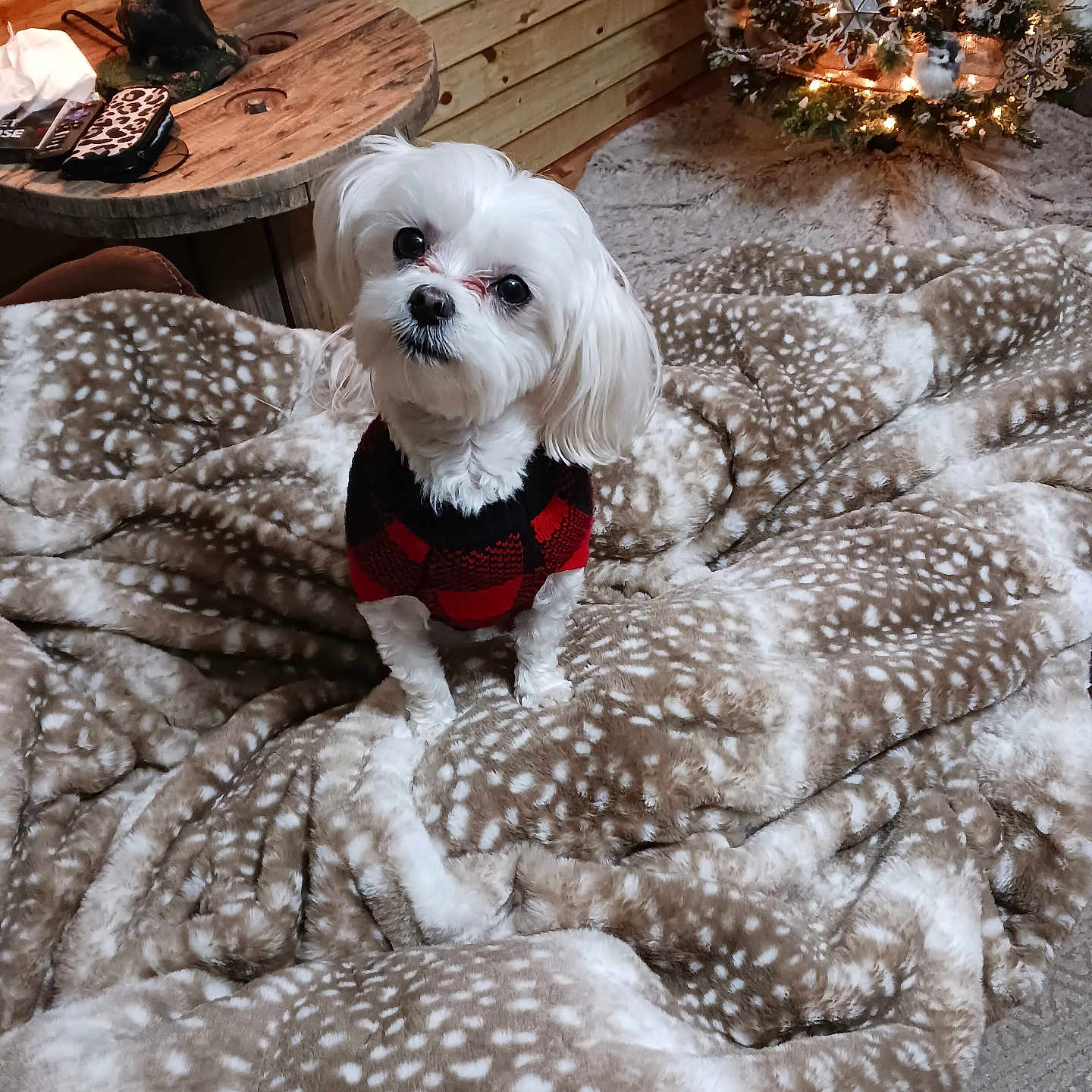 Faith joined the competition — help win amazing prizes! dog, white_dog, sweater, blanket, spotted_blanket, wooden_table, lamp, christmas_tree, holiday_decorations, lights, cozy, indoor, carpet, wood_paneling, pet, cute, small_dog, fur, decor, warm_lighting