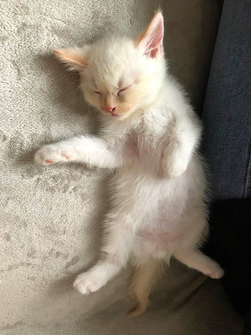 Milano participe au concours pour gagner de l'argent avec cette photo : carnivore, cat, claw, comfort, domestic_short_haired_cat, fawn, felidae, flooring, foot, fur, paw, small_to_medium_sized_cats, snout, tail, whiskers