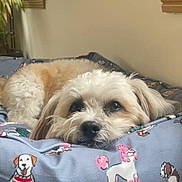Tiny is registered to the contest to win money with this photo: animal, bed, canine, cartoon_print, comfortable, cozy, cute, dog, fabric, fluffy, home, indoor, laying_down, light_colored, pet, plant, relaxed, resting, soft_fur, window