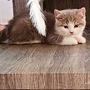 Winnie participe au concours pour gagner de l'argent avec cette photo : animal, carpet, cat, cozy, cute, domestic, feathers, feline, floor, fluffy, gray_and_white, indoor, kitten, pet, playful, resting, small, toy, wooden_surface, young