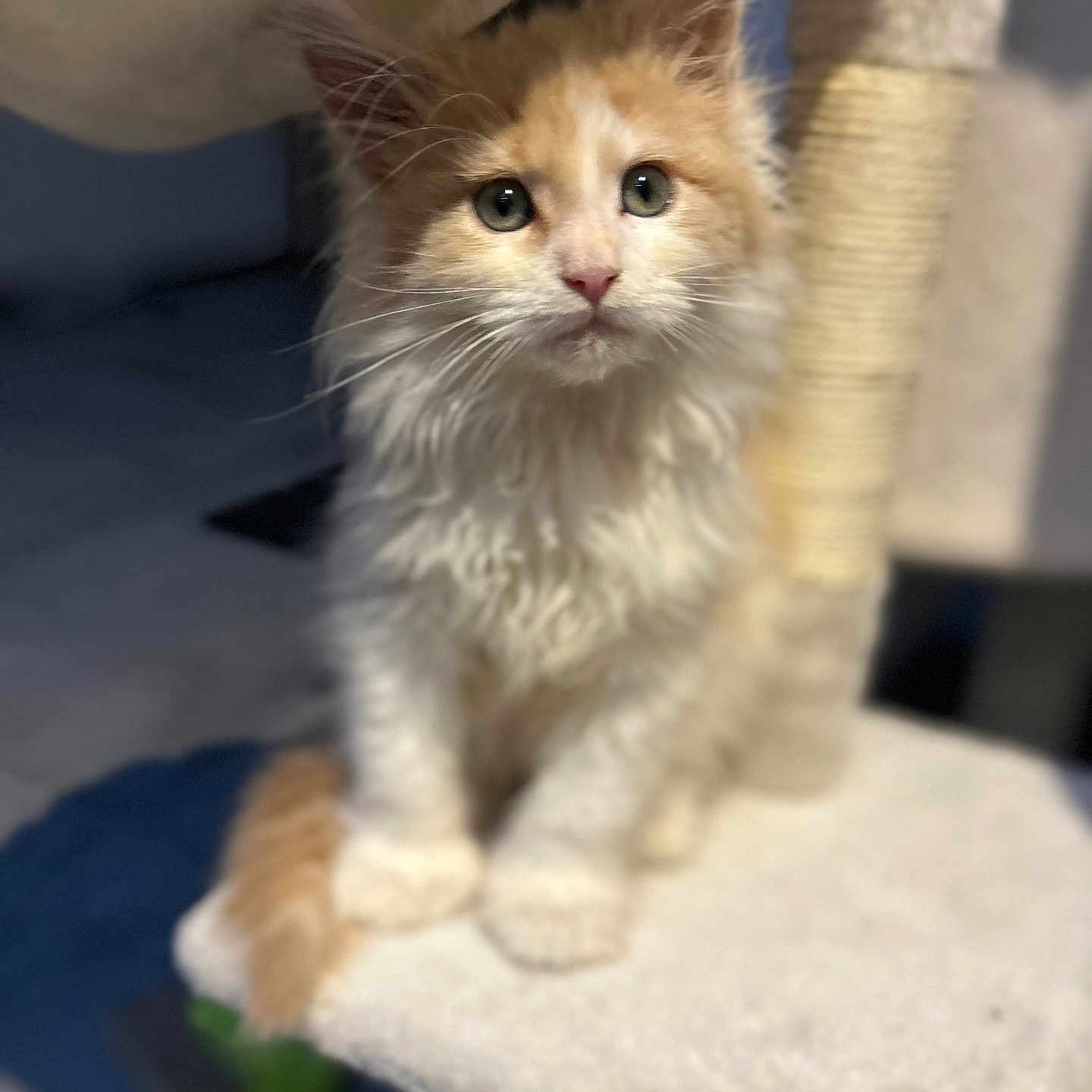 Baloo participe au concours pour gagner de l'argent avec cette photo : kitten, cat, feline, pet, cute, fluffy, orange_and_white, cat_tree, indoor, animal, whiskers, curious, sitting, young, soft_fur, portrait, close_up, paw, eye_contact, domestic_animal