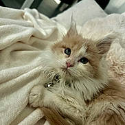 Baloo a rejoint le concours — aidez-le/la à gagner de superbes lots ! kitten, cat, fluffy, pet, collar, blanket, soft, cozy, indoor, young, cute, feline, fur, whiskers, relaxed, domestic_animal, animal, sleepy, comfort, closeup