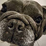 dog, bulldog, pet, animal, close_up, face, wrinkles, muzzle, nose, eyes, ears, fur, short_hair, gray, brown, indoors, portrait, funny, cute, canine