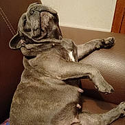 Boulette a rejoint le concours — aidez-le/la à gagner de superbes lots ! dog, pug, wrinkled, lounge, sitting, couch, indoor, pet, canine, brown, short_hair, floppy_ears, snout, paws, legs, relaxed, funny, portrait, furniture, home