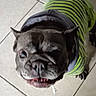 Boulette a rejoint le concours — aidez-le/la à gagner de superbes lots ! dog, bulldog, brachycephalic, pet, animal, wrinkled_face, short_snout, open_mouth, drooling, collar, green_clothing, striped_pattern, indoor, tile_floor, closeup, portrait, looking_up, funny_expression, canine, home