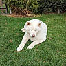 Izathis a rejoint le concours — aidez-le/la à gagner de superbes lots ! dog, white_dog, fluffy, canine, pet, animal, lying_down, grass, lawn, garden, outdoor, bamboo, greenery, fence, portrait, fur, pink_nose, relaxed, nature, photography
