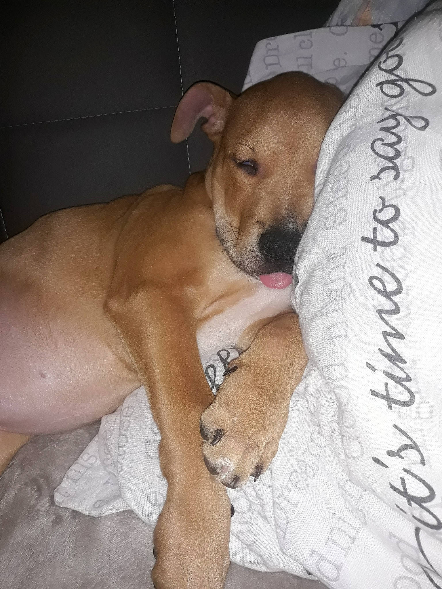 Amnésia participe au concours pour gagner de l'argent avec cette photo : american_pit_bull_terrier, black_mouth_cur, canidae, carnivore, dog, dog_breed, fawn, feist, mammal, non_sporting_group, potcake_dog, puppy_love, snout, vertebrate