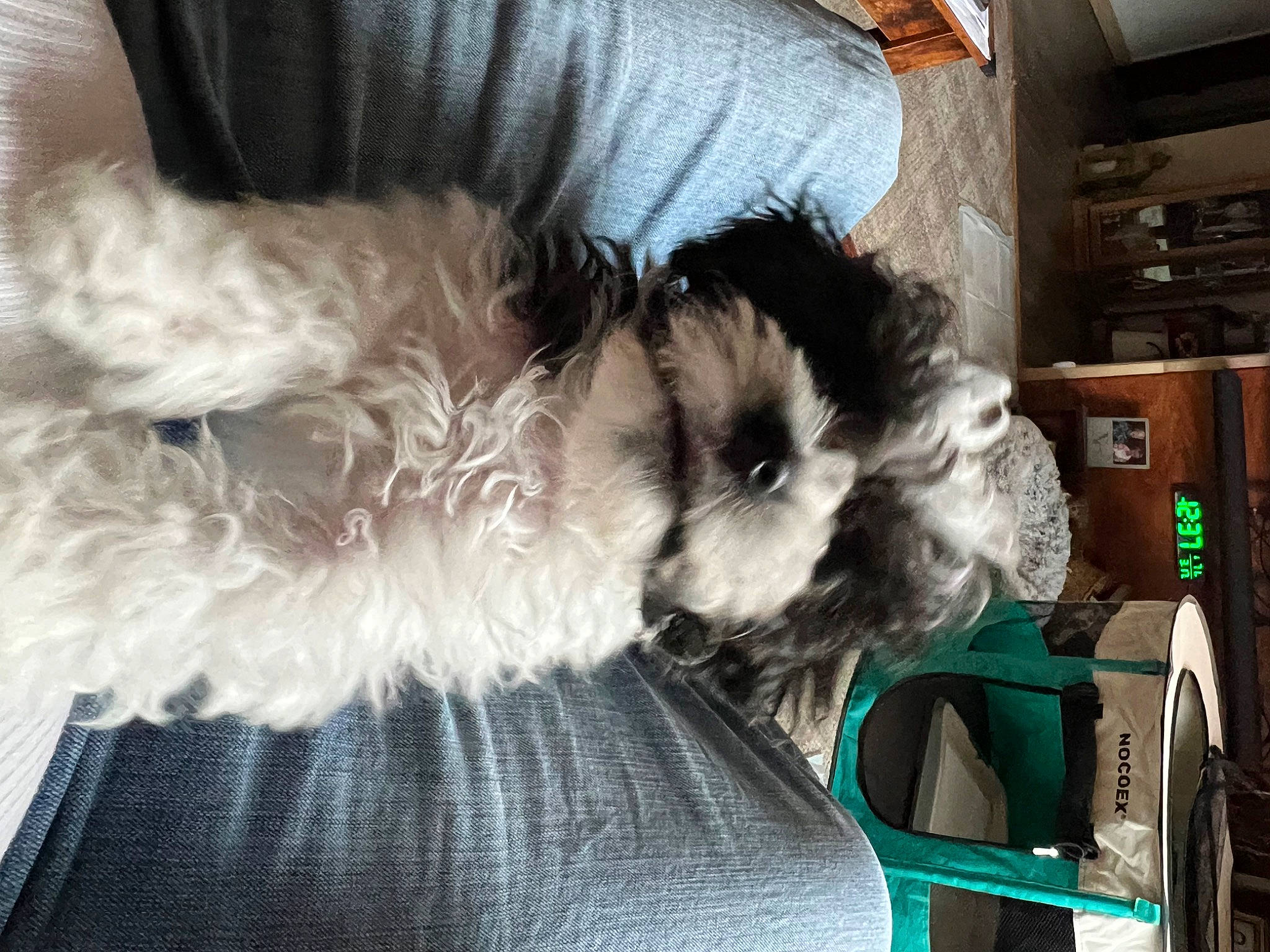 Oreo joined the competition — help win amazing prizes! carnivore, comfort, companion_dog, dog, dog_breed, dog_supply, fawn, felidae, fur, paw, schnauzer, shelf, small_terrier, small_to_medium_sized_cats, snout, sporting_group, tail, terrier, toy_dog, whiskers