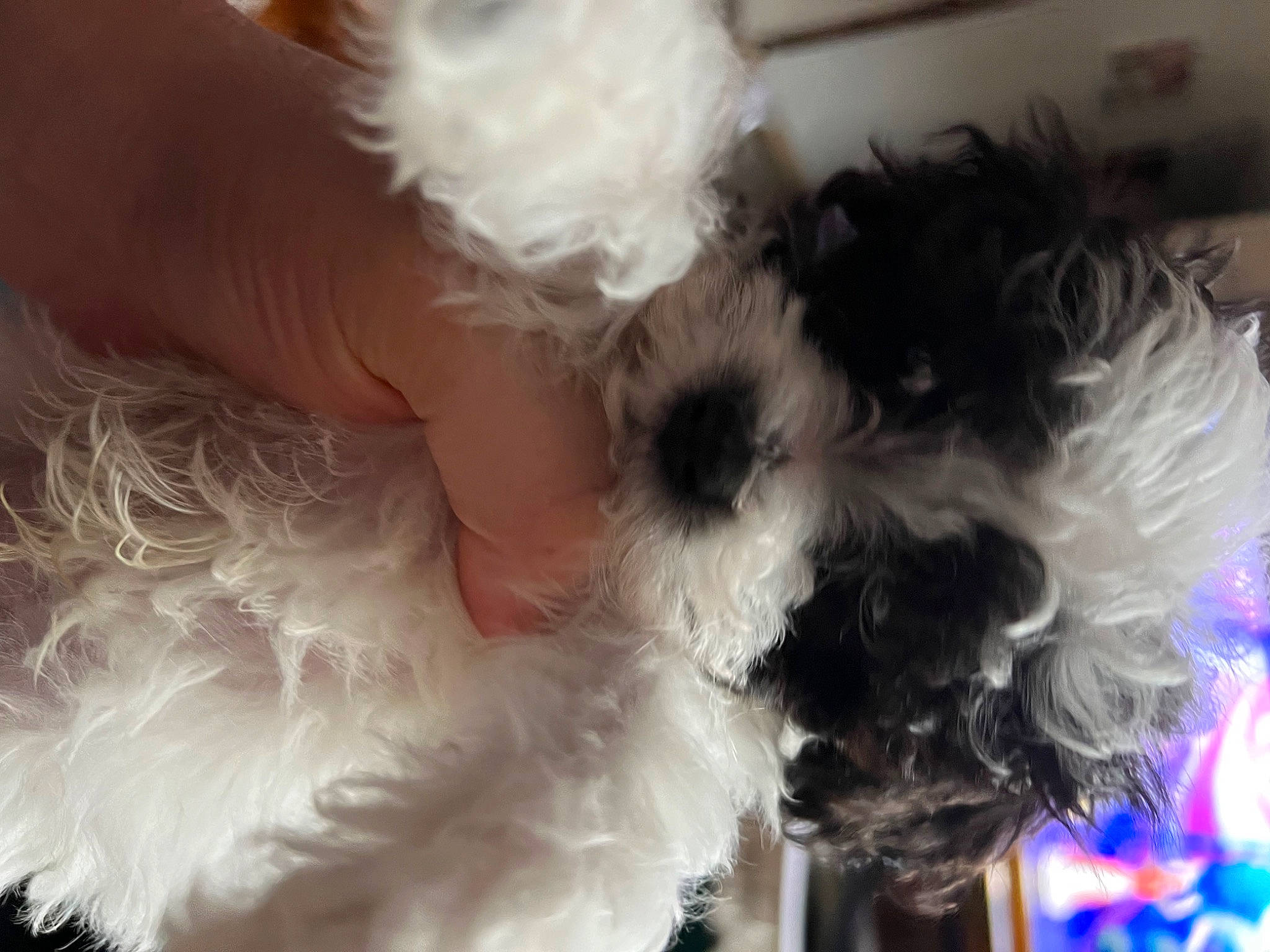Oreo is registered to the contest to win money with this photo: canidae, carnivore, companion_dog, dog, dog_breed, dog_supply, fur, labradoodle, maltepoo, poodle, poodle_crossbreed, puppy_love, shih_poo, small_terrier, snout, sporting_group, terrier, toy_dog, working_animal, yorkipoo