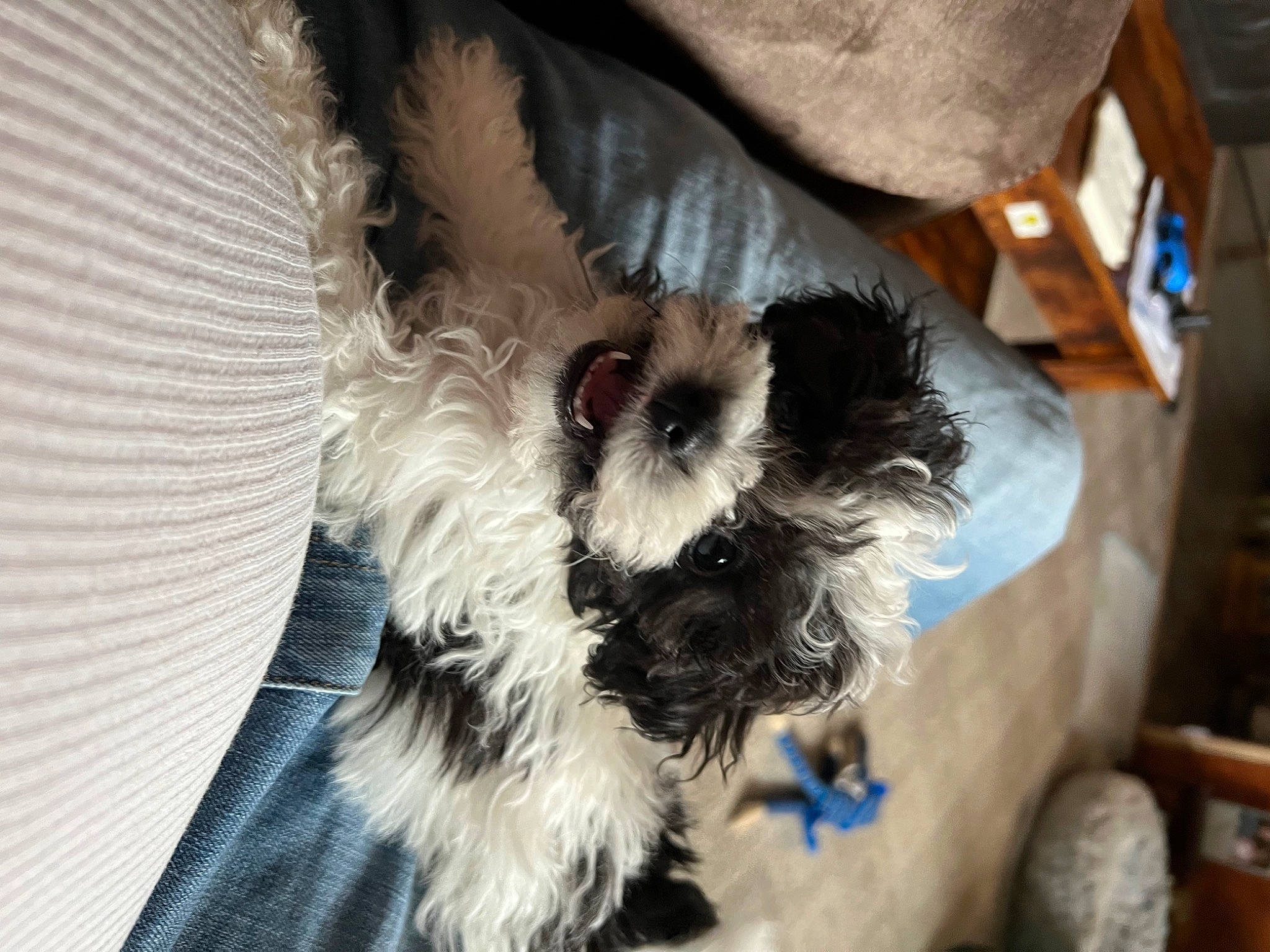 Oreo is registered to the contest to win money with this photo: canidae, carnivore, comfort, companion_dog, dog, dog_breed, dog_supply, fawn, fur, liver, mal_shi, paw, small_terrier, snout, sporting_group, tail, terrier, toy_dog, whiskers, working_animal
