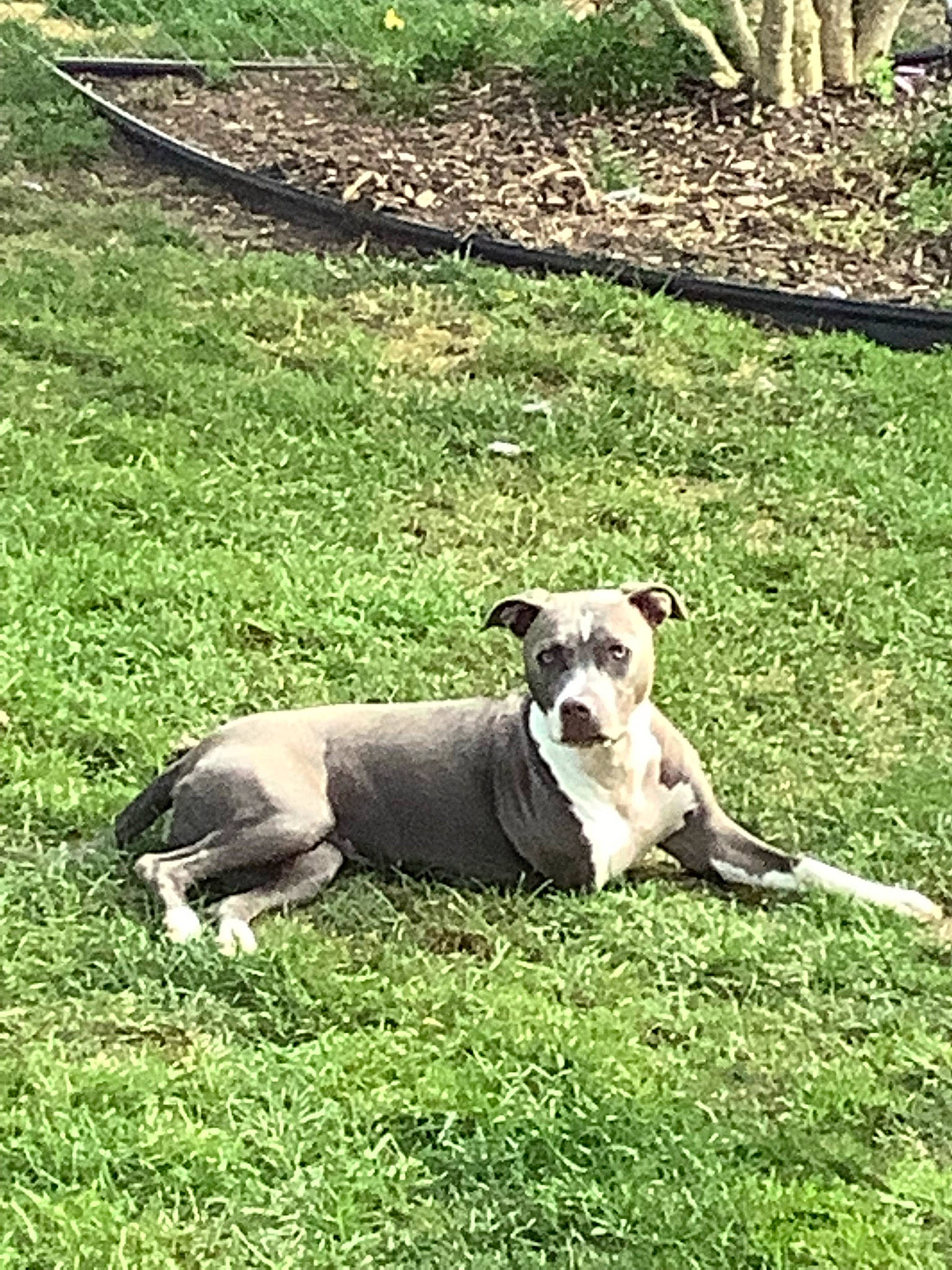 Joy is registered to the contest to win money with this photo: canidae, carnivore, collar, companion_dog, dog, dog_breed, fawn, grass, grassland, groundcover, meadow, pasture, plant, snout, sporting_group, tail, terrestrial_animal, tree, wildlife, working_animal