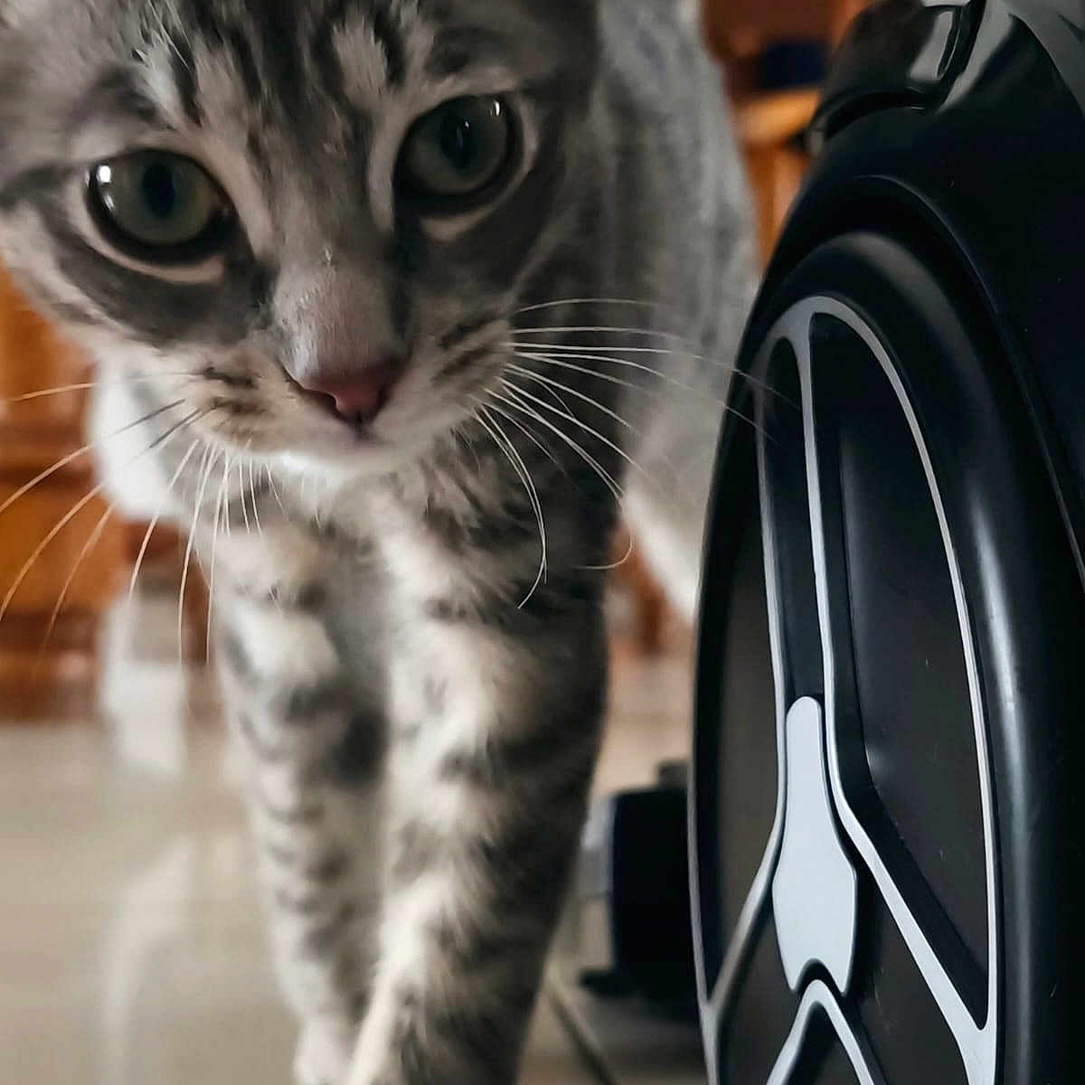 Peanuts a rejoint le concours — aidez-le/la à gagner de superbes lots ! alloywheel, animal, appliance, car, carwheel, cat, computerhardware, device, electricaldevice, electronics, kitten, machine, manx, pet, speaker, spoke, tire, transportation, vehicle, wheel
