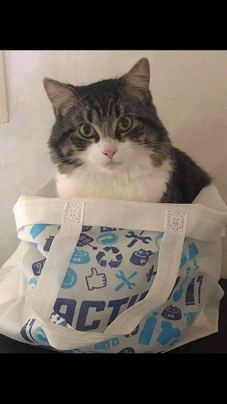 Cooki a rejoint le concours — aidez-le/la à gagner de superbes lots ! art, box, carnivore, cat, domestic_short_haired_cat, felidae, fur, linens, packaging_and_labeling, paper, paper_product, pattern, paw, photo_caption, porcelain, small_to_medium_sized_cats, whiskers