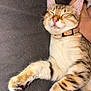 Nala participe au concours pour gagner de l'argent avec cette photo : cat, tabby, pet, sleeping, relaxed, collar, whiskers, paw, fur, indoor, closeup, animal, mammal, cute, domestic, resting, feline, soft, comfort, human_hand