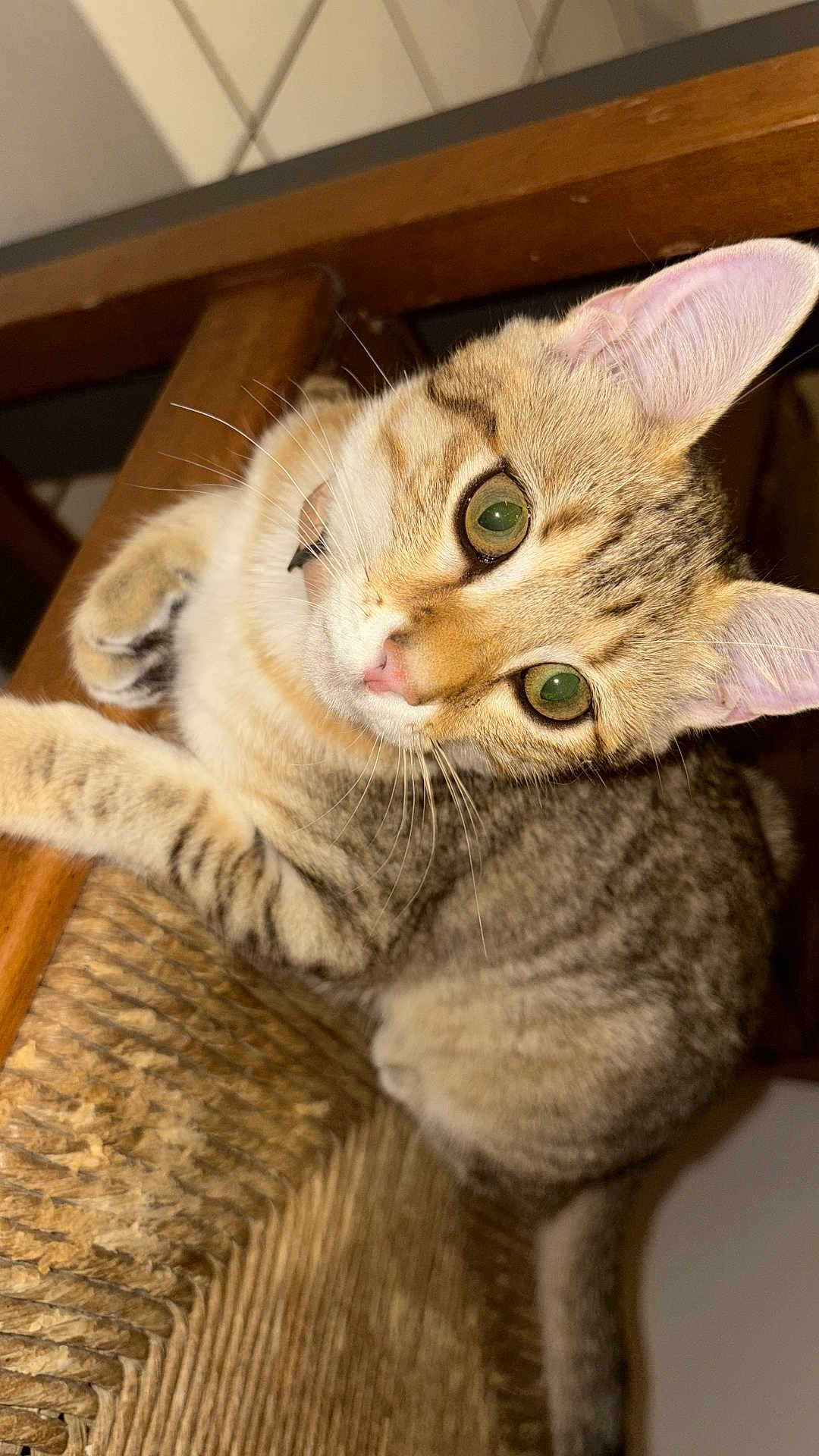 Nala participe au concours pour gagner de l'argent avec cette photo : cat, tabby, green_eyes, pet, animal, feline, indoor, chair, wood, woven, fur, whiskers, ears, close_up, looking, curious, domestic, cute, resting, paw