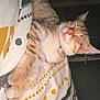 cat, tabby, sleeping, blanket, patterned, cozy, indoor, pet, fur, whiskers, pink_nose, relaxed, cute, animal, resting, bedroom, soft_light, domestic, feline, claws