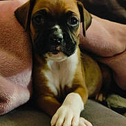 Marilyn Rodriguez is registered to the contest to win money with this photo: animal, blanket, brown, close_up, cozy, cute, dog, ears, face, fur, indoors, nail, paws, pet, portrait, puppy, resting, soft, white, young
