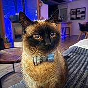 Zoulette participe au concours pour gagner de l'argent avec cette photo : cat, siamese_cat, pet, bow_tie, plaid, portrait, indoors, living_room, home, furniture, couch, blanket, blue_lighting, purple_lighting, whiskers, pointed_ears, brown_fur, dark_face, sitting, close_up