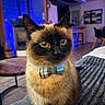cat, siamese_cat, pet, bow_tie, plaid, portrait, indoors, living_room, home, furniture, couch, blanket, blue_lighting, purple_lighting, whiskers, pointed_ears, brown_fur, dark_face, sitting, close_up