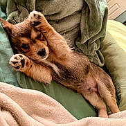 Pablo is registered to the contest to win money with this photo: puppy, dog, lying_down, blanket, cozy, cute, pet, fur, paw, sleepy, indoors, bed, nap, small_dog, fur_texture, resting, animal, companion, relaxed, young