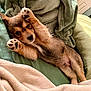 puppy, dog, lying_down, blanket, cozy, cute, pet, fur, paw, sleepy, indoors, bed, nap, small_dog, fur_texture, resting, animal, companion, relaxed, young