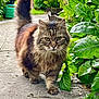 cat, tabby, fluffy, walking, garden, plants, greenery, flowers, pathway, outdoor, nature, animal, pet, fur, whiskers, tail, eyes, closeup, summer, daylight