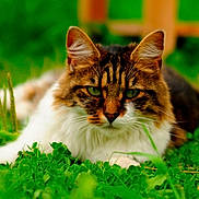 Tiger Lily joined the competition — help win amazing prizes! cat, cat_like_mammal, close_up, fauna, grass, green, mammal, small_to_medium_sized_cats, vertebrate, whiskers