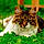 Tiger Lily