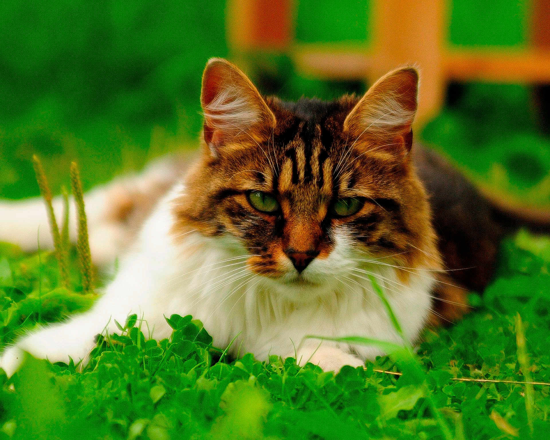 Tiger Lily