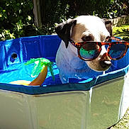 Gaspard participe au concours pour gagner de l'argent avec cette photo : animal, backyard, banana, cool, dog, fun, grass, greenery, inflatable_toy, outdoor, pet, plastic_pool, pool, relaxing, shade, shady, summer, sunglasses, sunlight, water