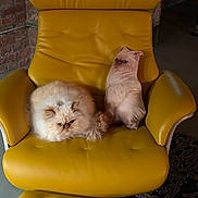 Sushi is registered to the contest to win money with this photo: armchair, brick_wall, cat, cat_pillow, cozy, cushion, cute, decor, fluffy, furniture, indoor, leather, living_room, persian_cat, pet, plush, portrait, relaxed, seating, yellow_chair