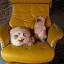 armchair, brick_wall, cat, cat_pillow, cozy, cushion, cute, decor, fluffy, furniture, indoor, leather, living_room, persian_cat, pet, plush, portrait, relaxed, seating, yellow_chair