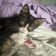 Lilly joined the competition — help win amazing prizes! kitten, cat, black_and_white, pet, bed, blanket, purple_blanket, candy_cane, whiskers, paw, fur, indoor, close_up, curious, young_cat, animal, domestic_cat, resting, soft_light, cute