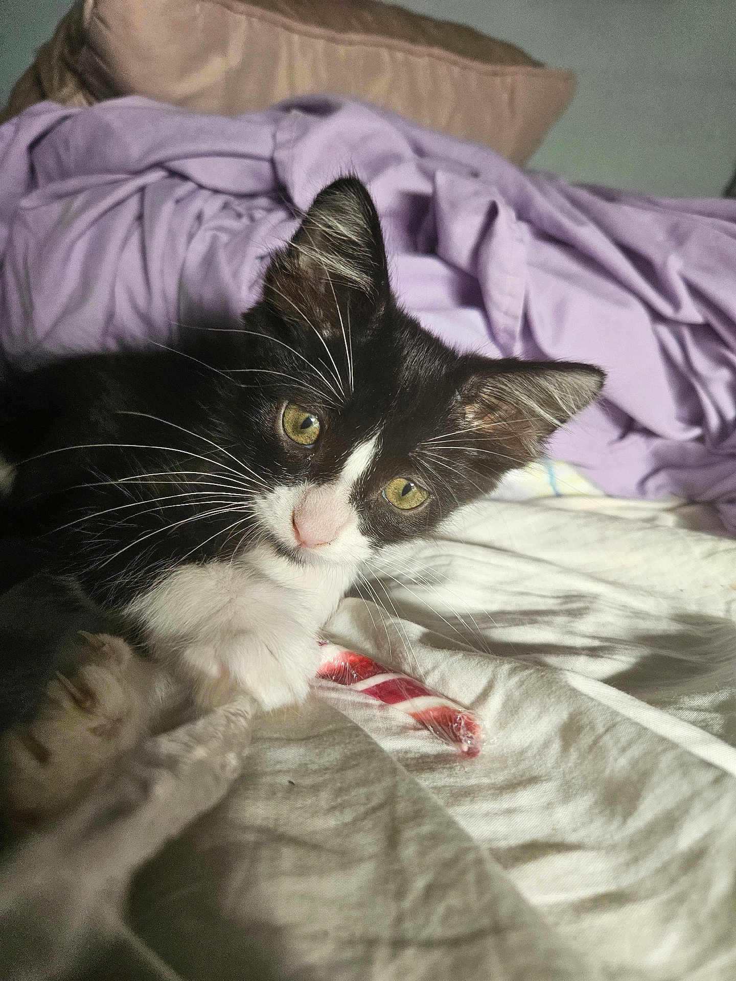 Lilly joined the competition — help win amazing prizes! kitten, cat, black_and_white, pet, bed, blanket, purple_blanket, candy_cane, whiskers, paw, fur, indoor, close_up, curious, young_cat, animal, domestic_cat, resting, soft_light, cute