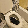 Lilly is registered to the contest to win money with this photo: animal, bathroom, bathroom_accessory, bathtub, black_cat, cat, cleaning_item, curious, domestic, floor_tile, home_interior, household, indoor, odd_spot, pet, plumbing, shower_curtain, tile_floor, toilet, toilet_seat