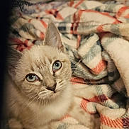 Opal is registered to the contest to win money with this photo: cat, blue_eyes, blanket, cozy, fur, pet, animal, indoor, cute, whiskers, closeup, soft, striped, face, ears, fur_texture, relaxed, looking_up, domestic_cat, resting