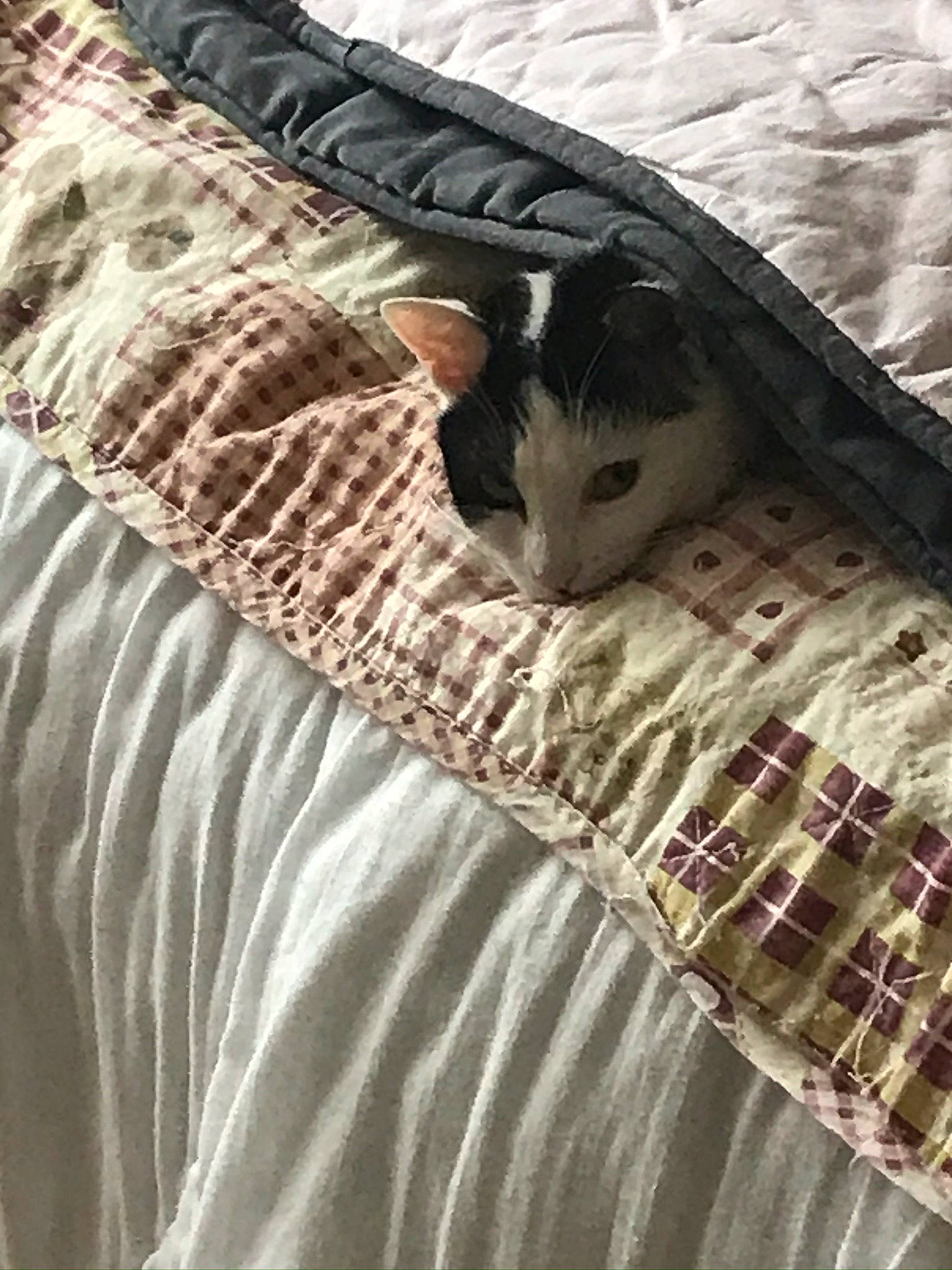 Noor a rejoint le concours — aidez-le/la à gagner de superbes lots ! bed, bed_sheet, cat, felidae, fur, furniture, linens, small_to_medium_sized_cats, tail, textile, whiskers