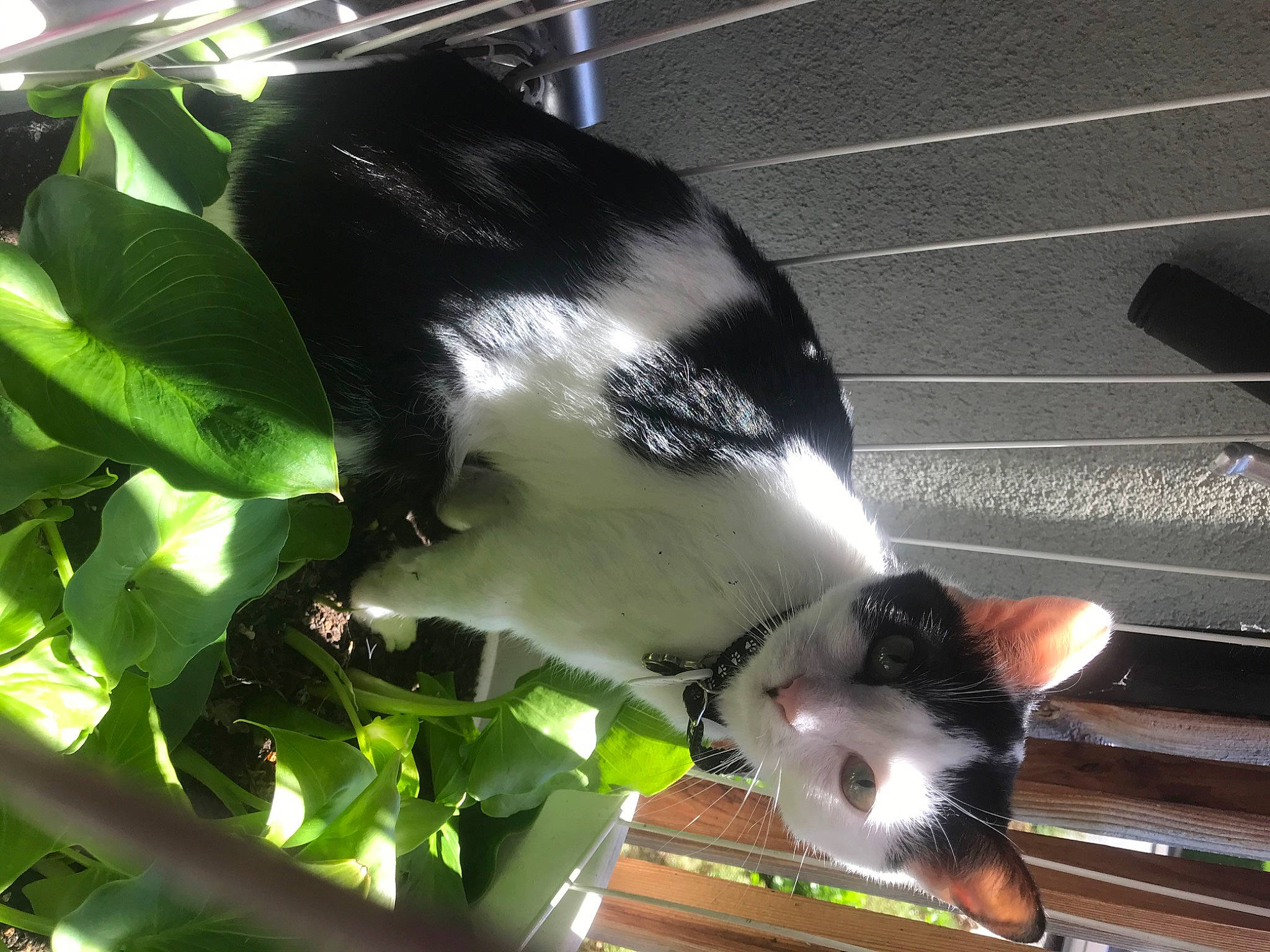 Noor participe au concours pour gagner de l'argent avec cette photo : cat, felidae, muridae, plant, rat, tail, whiskers