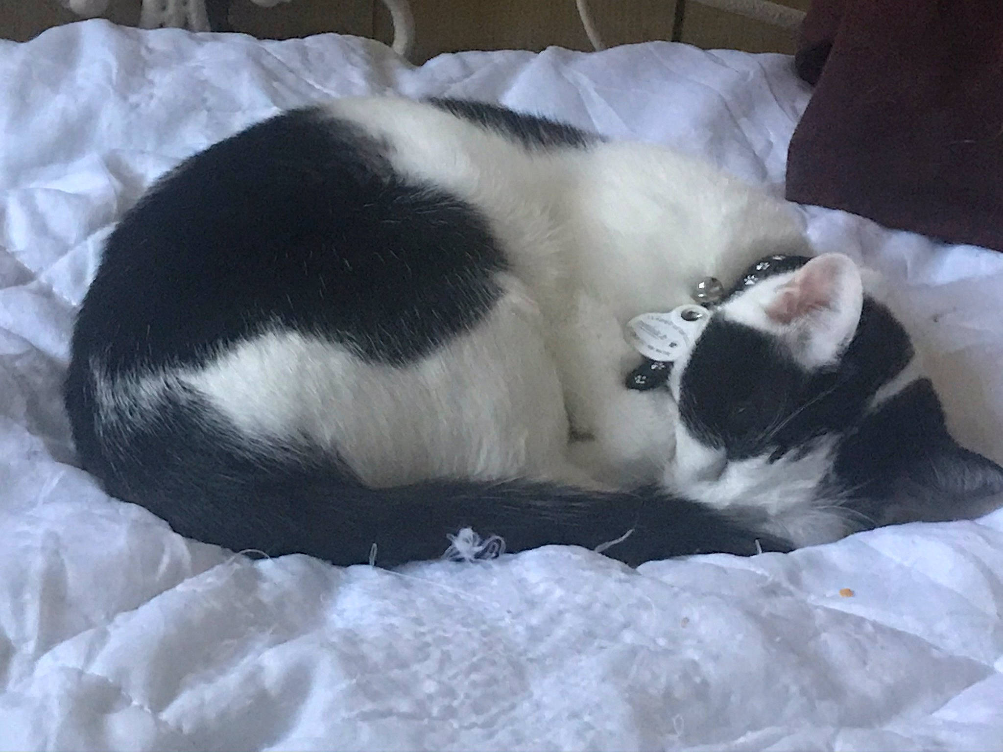 Noor participe au concours pour gagner de l'argent avec cette photo : canidae, carnivore, cat, felidae, fur, linens, nap, sleep, small_to_medium_sized_cats, snout, tail, whiskers