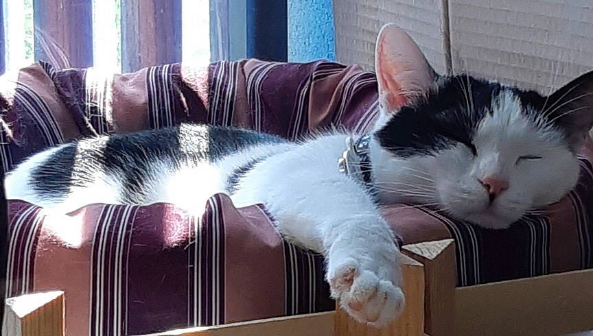 Noor participe au concours pour gagner de l'argent avec cette photo : aegean_cat, american_wirehair, asian, carnivore, cat, domestic_short_haired_cat, european_shorthair, felidae, fur, japanese_bobtail, kitten, mammal, nap, paw, polydactyl_cat, small_to_medium_sized_cats, snout, tail, whiskers