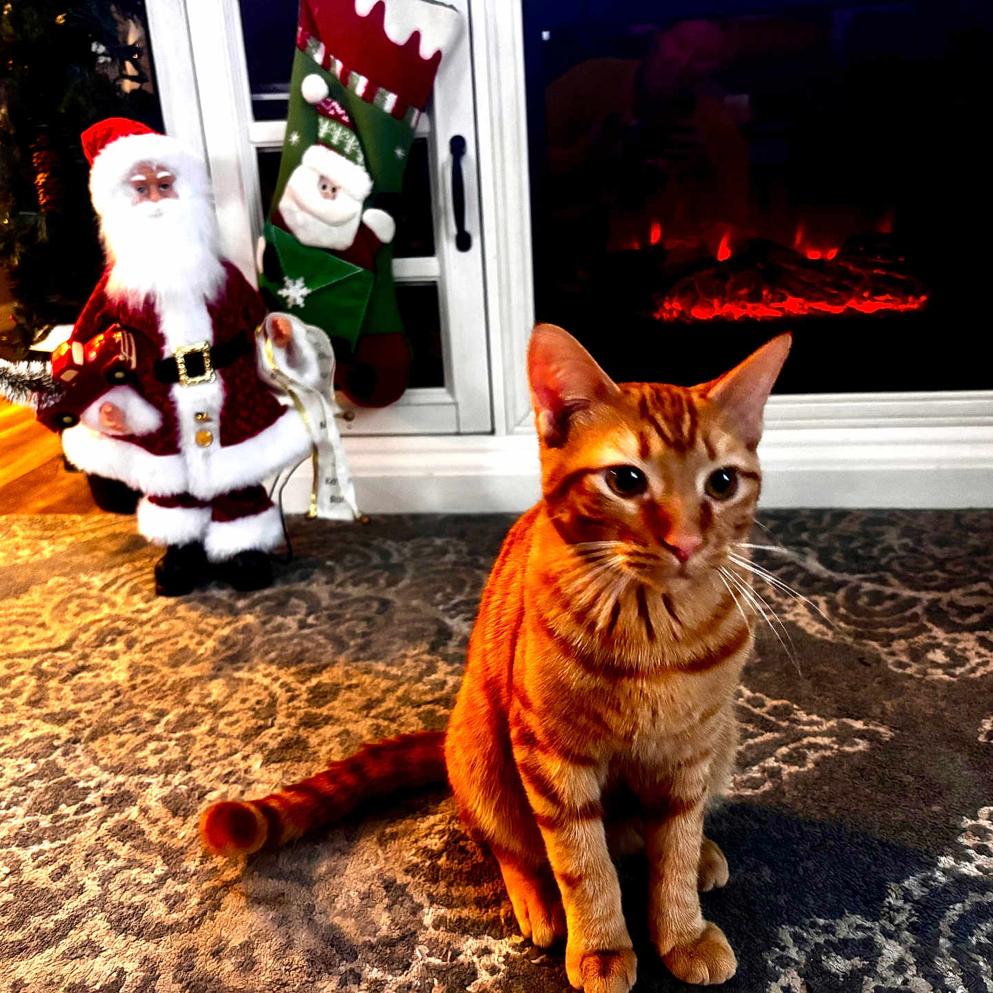 Gloopy joined the competition — help win amazing prizes! animal, carpet, cat, christmas_stocking, domestic_cat, ears, festive, fireplace, floor, holiday_decor, home, indoor, orange_cat, pet, santa_claus_decoration, sitting, tabby_cat, tail, whiskers, window