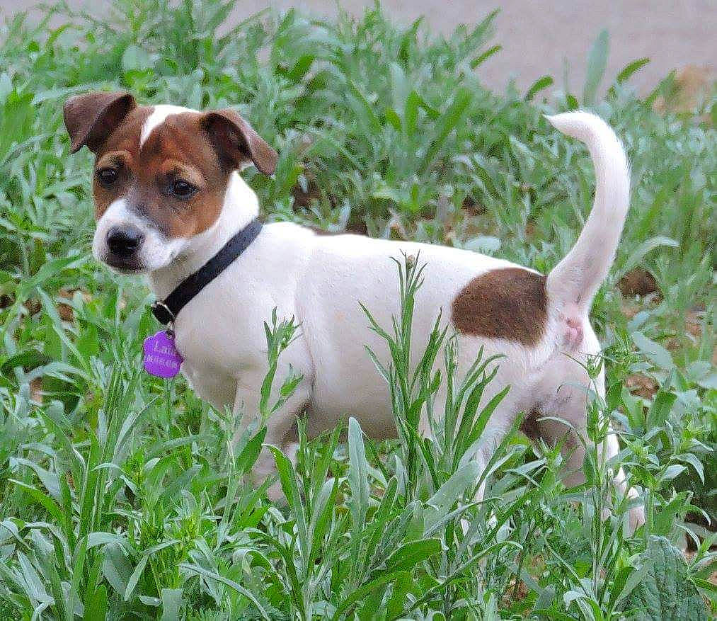 Laïa participe au concours pour gagner de l'argent avec cette photo : brazilian_terrier, canidae, carnivore, companion_dog, danish_swedish_farmdog, dog, dog_breed, irishjacks, jack_russell_terrier, mammal, miniature_fox_terrier, parson_russell_terrier, plant, plummer_terrier, rare_breed_dog, russell_terrier, sporting_group, tenterfield_terrier, treeing_feist, vertebrate