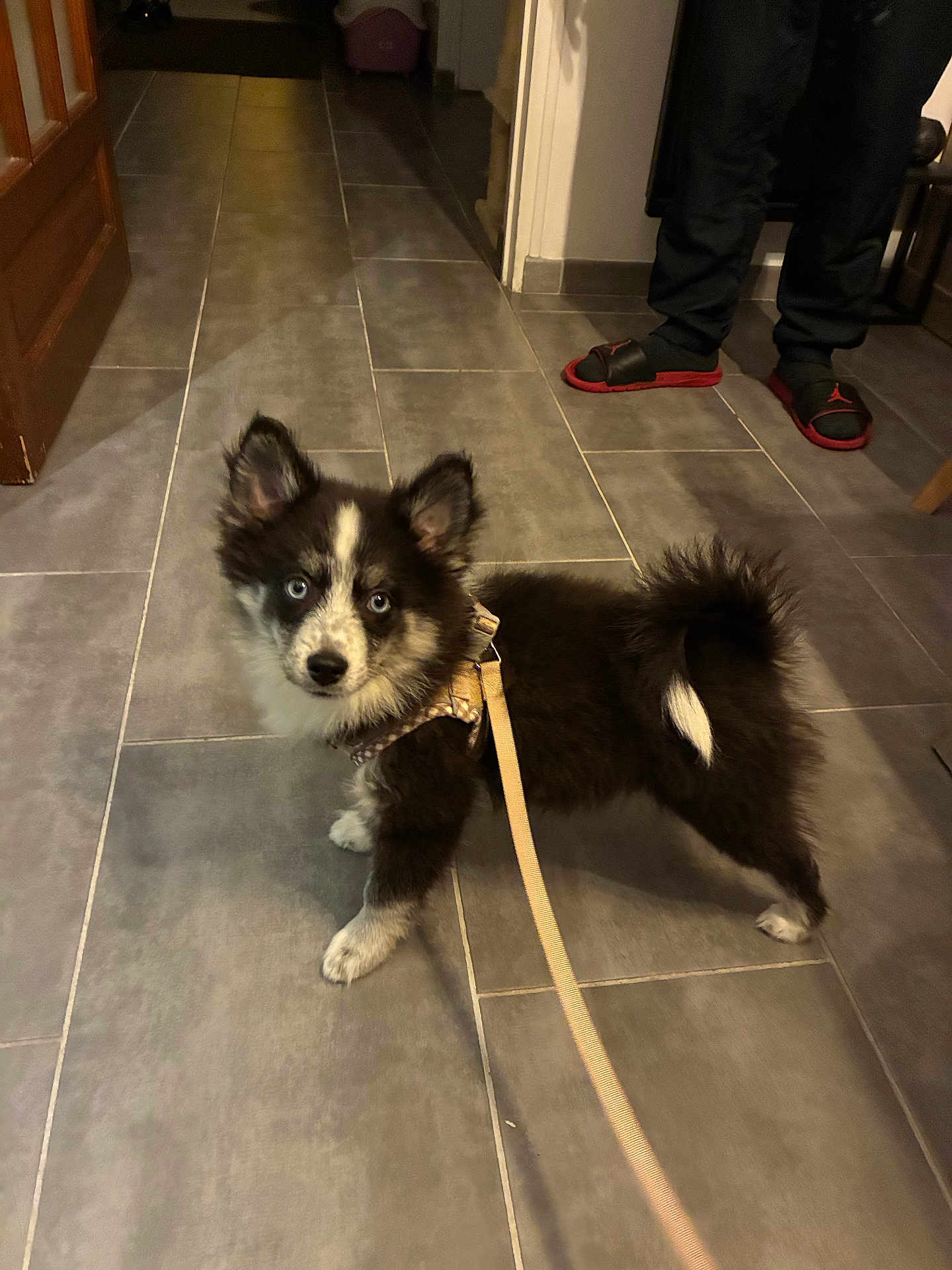 Arrow a rejoint le concours — aidez-le/la à gagner de superbes lots ! puppy, dog, blue_eyes, leash, harness, indoor, floor_tiles, black_and_white, pet, curious, standing, furry, small_dog, domestic_animal, animal, person_legs, footwear, slippers, home, looking